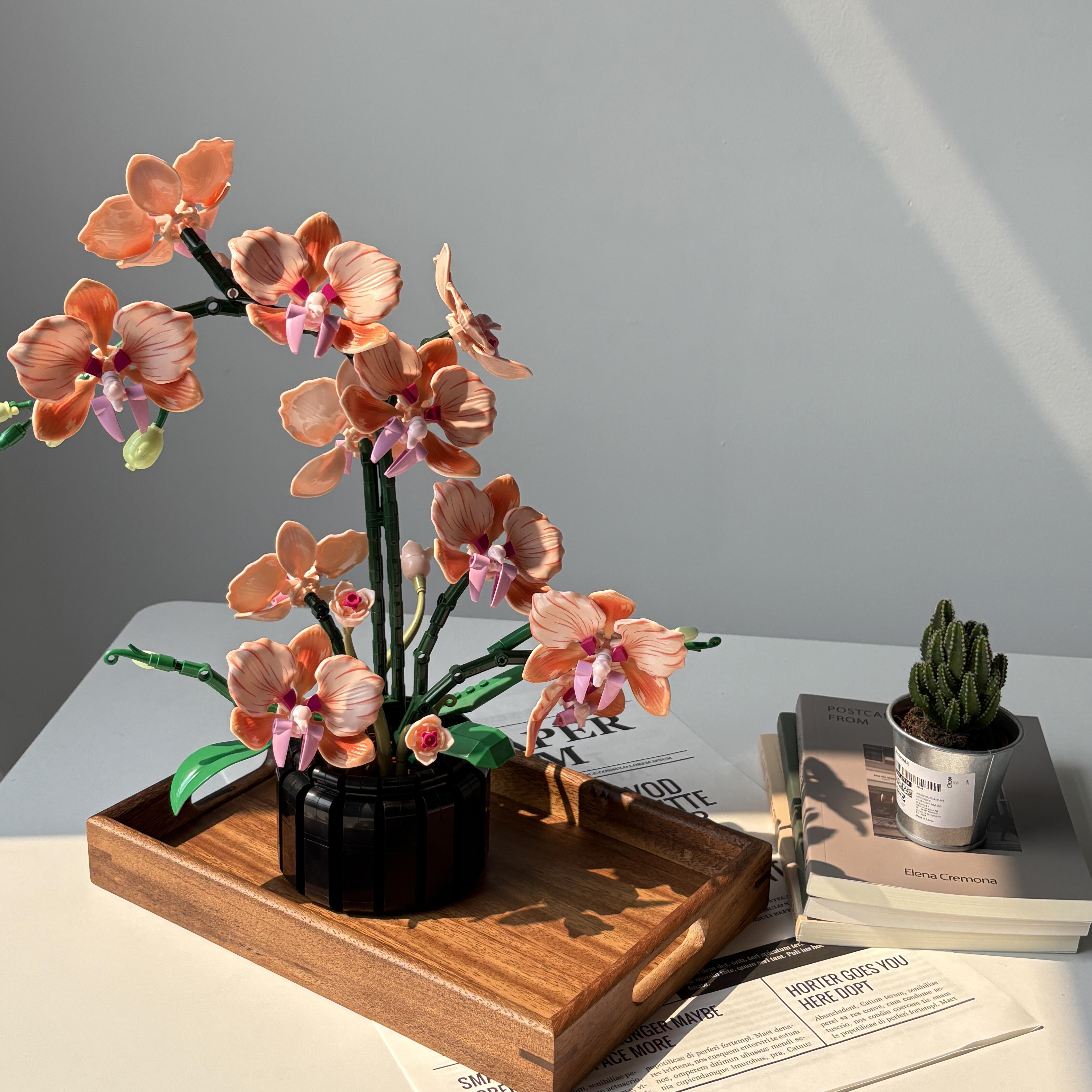 Orange Phalaenopsis Orchid Bui - Interior Design Office 리뷰 및 가격