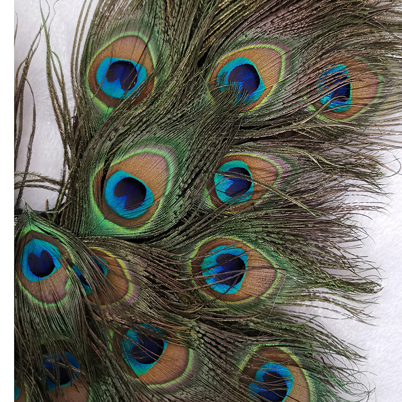 adult creative cosplay wing Pe - Interior Design Book 리뷰 및 가격